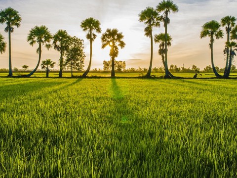 Tour Du lịch Cần Thơ - Miền Tây