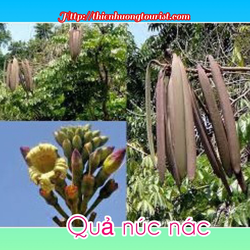 đặc sản đăk nông